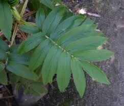 Image result for Hagenia abyssinica