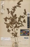 Image result for Dicliptera clinopodia