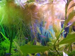 After reading your article on black beard algae, i had to discover what staghorn algae is. Brown Hair Algae Aquariacentral Com