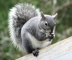 Image result for squirrel
