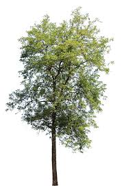 Image result for Robinia