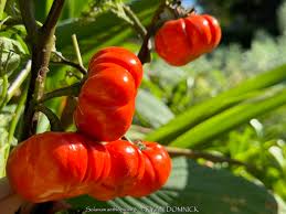 Image result for Solanum aethiopicum