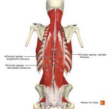 Symptoms of muscle pain include: Low Back Pain Physiopedia