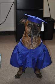 Dog Graduation Cap Gown Therapy Dog Graduation Cap Graduation Gown Any Color Graduation Cap And Gown Graduation Gown Cap And Gown