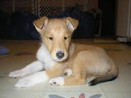 Smooth Collie Puppy Dog That S A Real Dog It Look Like A Stuffed Animal So Cute Smooth Collie Puppy Smooth Collie Puppies