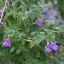 Image result for Tinnea