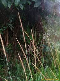 Image result for Setaria sphacelata