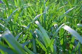 These products can be used to spot treat florida betony and can be used in tall fescue, bermudagrass and zoysiagrass. Fescue What You Need To Know