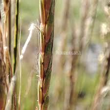 Image result for Trachypogon
