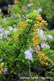 The nursery didn't identify it and some sources say that it's the same cultivar under different in its native south america golden dewdrop grows on limestone which means it should be happy in austin soils as long as it is planted in a. Hardly Drab The Duranta Steemkr