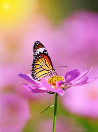 Check spelling or type a new query. How To Attract Butterflies