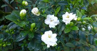 Beli bunga kaca piring online berkualitas dengan harga murah terbaru 2021 di tokopedia! Ciri Ciri Pohon Kacapiring Gardenia Jasminoides Di Alam Liar Ciriciripohon Com