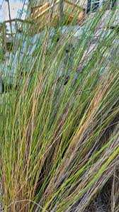 Image result for Juncus kraussii