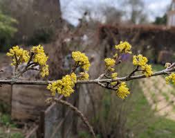 Image result for Cornus mas