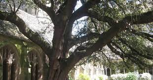 New College Oxford Under That Tree Draco Malfoy Was Turned Into A Ferret Might Be Hard To Believe But Not The Only Reason I Want To Go To Oxford Very C