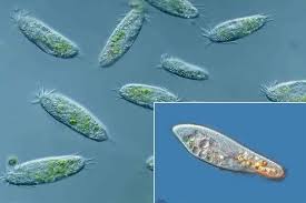 Image result for Icuria