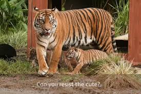 Negara malaysia yang masih memiliki rumpun yang sama dengan indonesia ini memiliki sejuta tempat wisata yang menarik, salah satunya kemaman zoo & recreation park. Harga Tiket Masuk Dan Cara Menuju Tiger Trek Taronga Zoo Australia Halaman All Kompas Com