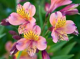 Th Jardins Alstroemeria Ligtu Dr Salters Hybrids Mix Lirio Peruano Orquidia Do Campo St Martins Flower