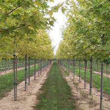 Rutgersln has the lowest google pagerank and bad results in terms of yandex topical citation index. Landscape Nursery And Turf Rutgers Njaes