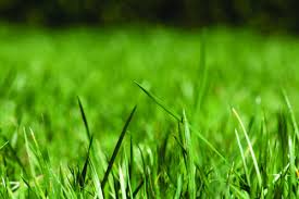 Fescue foliage is very fine and radiates straight out rather than arching downward. Landmark Seed Company Tall Fescue Grass Seed