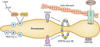 Moreover, in animals peroxisomes are involved in the synthesis of bile acids, inflammatory mediators (e.g. Peroxisomes Versatile Organelles With Diverse Roles In Plants Pan 2020 New Phytologist Wiley Online Library