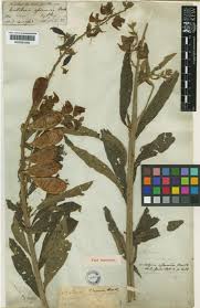 Image result for Crotalaria trichotoma