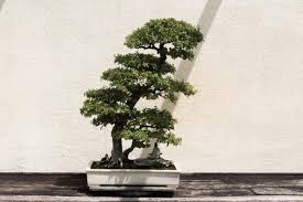 Here we collect our favorite indoor bonsai tree species, ones which require little or no direct sunlight. What Are Bonsai Trees Here Are 5 Benefits Of Adding A Bonsai Plant To Your Home Pinkvilla