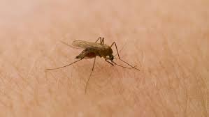 Ze bevatten vaak ongezonde insecticiden die je… Eigen Schuld Dikke Bult De Muggen Komen Er Weer Aan En Die Overlast Ligt Aan Onszelf Eenvandaag