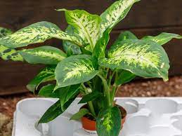 We did not find results for: How To Propagate Dumb Cane Plant 3 Propagation Methods Plant Index