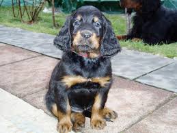 Hallo, auf diesem wege möchten wir auf unseren wurf reinrassiger australian. Gordon Setter Welpen Ohne Papiere Jagdhunde
