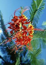 Mexican Bird Of Paradise Plant Varieties Caring For A Pride Of Barbados Plant Birds Of Paradise Plant Paradise Plant Pride Of Barbados