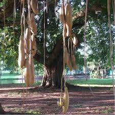 Image result for Glenniea africana