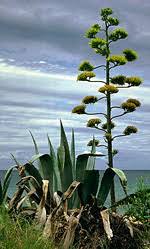 Image result for Agavaceae