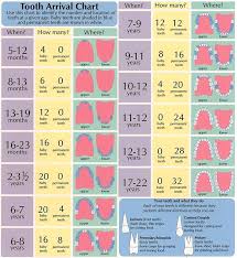 Tooth Arrival Chart For Kids When To Expect Your Childs