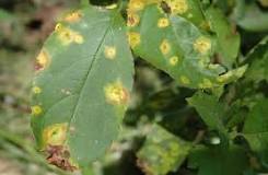 Image result for what are the most common fungi on trees in idaho