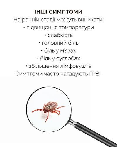 Що таке хвороба Лайма: симтоми
