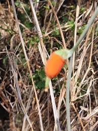 Image result for Corallocarpus epigaeus