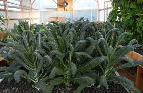 Make Money With Your Own Aquaponics Business