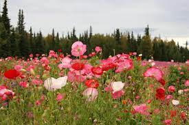 Maybe you would like to learn more about one of these? Field Of Flowers Kenai Alaska