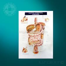Human Anatomy Body Organ Profile Chart Details Of Human Stomach Buy Details Of Human Stomach Body Organ Profile Chart Human Anatomy Body Organ
