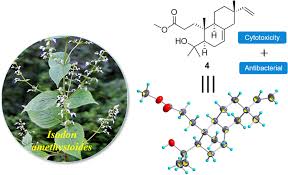 Image result for Isodon