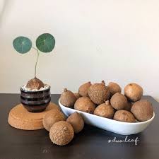 Image result for Salacia erecta