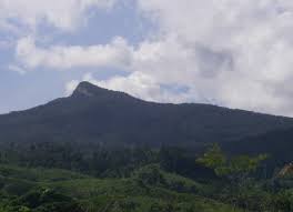 Image result for Hydrostachys myriophylla