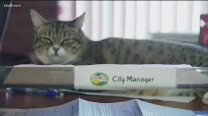 We have no main shelter; A Temporary Foster Plan Turns Into A Full Adoption For Cat By City Hall Employees Cbs8 Com
