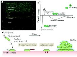 Get directions, reviews and information for ehrlich pest control in johnson city, ny. Tuning Surface Topographies On Biomaterials To Control Bacterial Infection Biomaterials Science Rsc Publishing