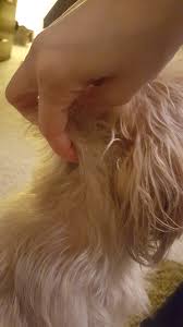 It's a common practice, as it's a very important skill for owners to know, and it saves quite a bit of money. Insulin Shots What No One Told Us When Our Dog Was Diagnosed Strength Love Life