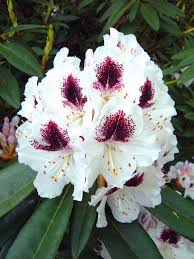 Pin On Perennials
