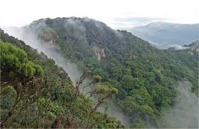 Image result for Rhipidoglossum bilobatum