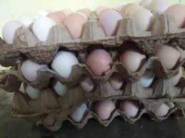 Beli produk telur ayam bangkok berkualitas dengan harga murah dari berbagai pelapak di indonesia. Ready Telur Ayam Kub Balitbang Evi Farm Ayam Kub Facebook