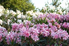 Maybe you would like to learn more about one of these? Edible Flowers Guide Thompson Morgan